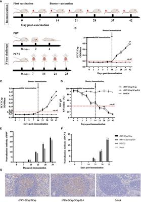 Construction of recombinant pseudorabies virus expressing PCV2 Cap, PCV3 Cap, and IL-4: investigation of their biological characteristics and immunogenicity